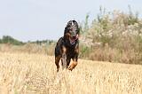 BEAUCERON 196